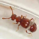 Rhexius substriatus