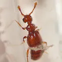 Rhexius substriatus - photo 2