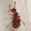 Rhexius substriatus - photo 3