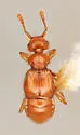 Rhexius substriatus - photo 4