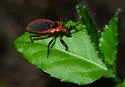 Scarlet-bordered Assassin Bug