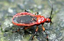 Scarlet-bordered Assassin Bug - photo 2