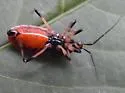 Scarlet-bordered Assassin Bug - photo 4