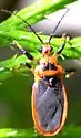 Scarlet-bordered Assassin Bug - photo 5