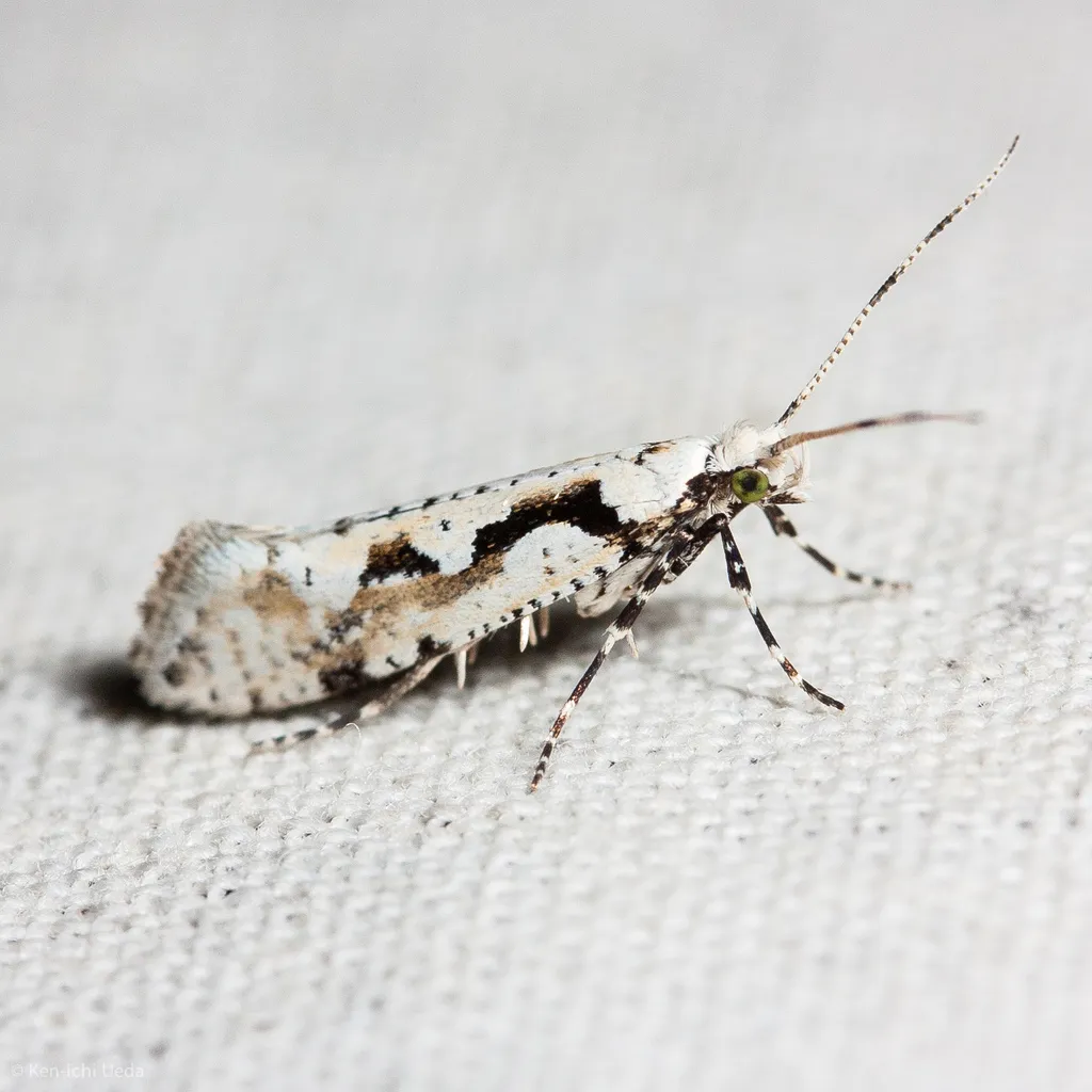 Rhigognostis interrupta - Hodges#2360