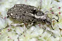 Rhigopsis effracta - Rhigopsis effracta