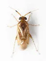 Rhinacloa basalis