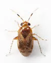 Rhinacloa basalis - photo 2