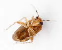 Rhinacloa basalis - photo 3