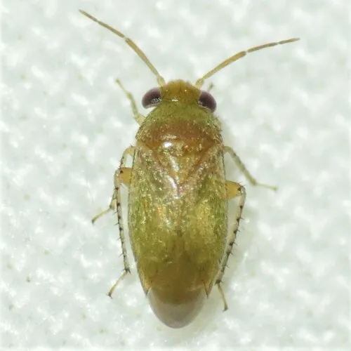 Rhinacloa callicrates