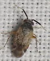 Western Plant Bug