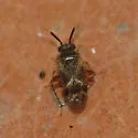 Western Plant Bug - photo 2