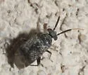 Western Plant Bug - photo 3