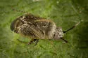 Western Plant Bug - photo 4