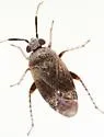 Western Plant Bug - photo 5