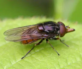 Rhingia campestris - photo 2