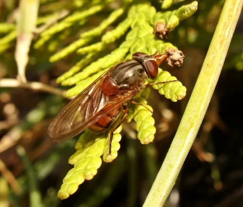 Rhingia campestris - photo 3
