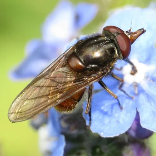 Rhingia campestris - photo 4