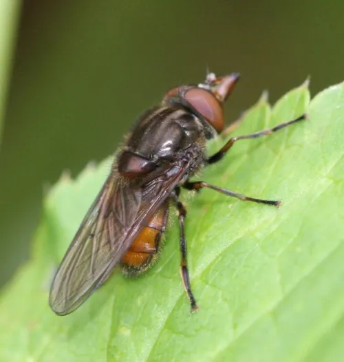 Rhingia campestris - photo 5