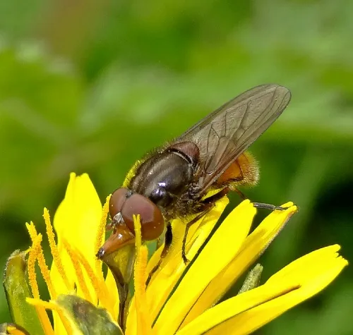 Rhingia campestris - photo 6