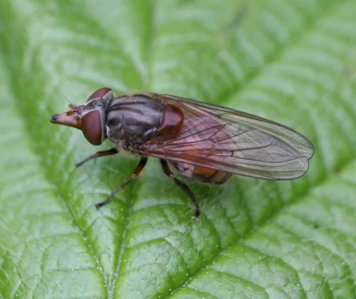 Rhingia campestris - photo 7