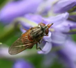 Rhingia campestris - photo 8
