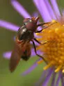 Rhingia nasica - Rhingia nasica