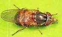 Rhingia nasica - photo 2