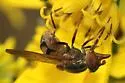 Rhingia nasica - photo 3