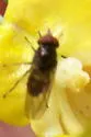 Rhingia nasica - photo 4