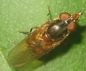 Rhingia nasica - photo 5