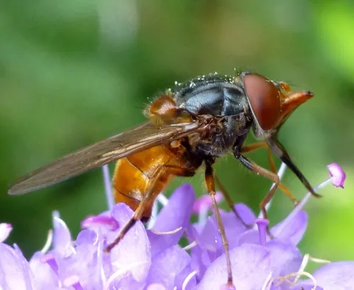 Rhingia rostrata