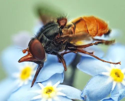 Rhingia rostrata - photo 2