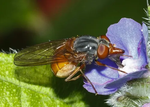 Rhingia rostrata - photo 3