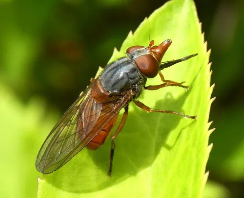 Rhingia rostrata - photo 4