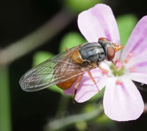 Rhingia rostrata - photo 5