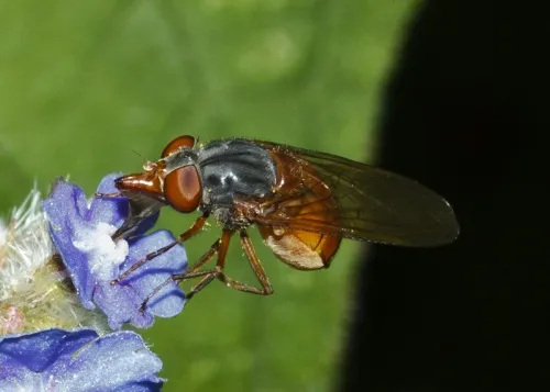 Rhingia rostrata - photo 6