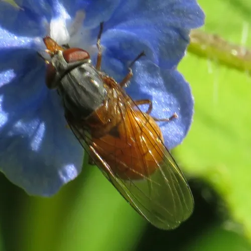 Rhingia rostrata - photo 7