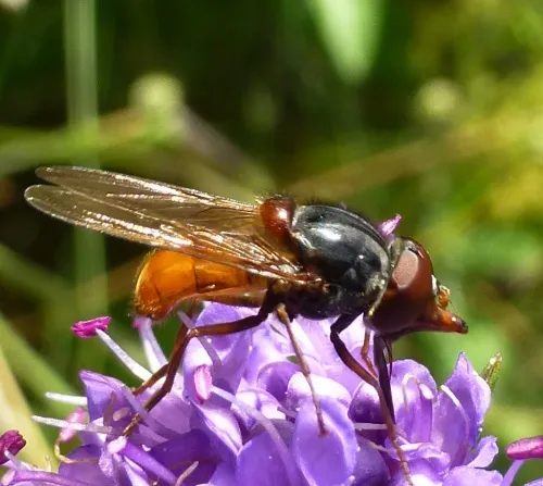 Rhingia rostrata - photo 8