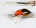 Rhinocapsus rubricans - Rhinocapsus rubricans