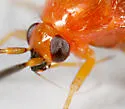 Rhinocapsus rubricans - photo 2