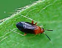 Rhinocapsus rubricans - photo 3
