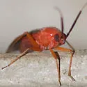 Rhinocapsus rubricans - photo 4