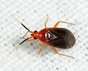 Rhinocapsus rubricans - photo 5