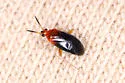 Azalea Plant Bug - photo 2