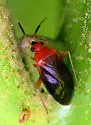 Azalea Plant Bug - photo 3