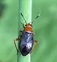 Azalea Plant Bug - photo 4