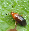 Azalea Plant Bug - photo 5