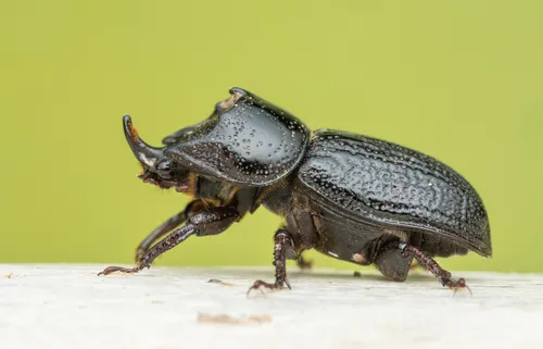 Rhinoceros Beetle