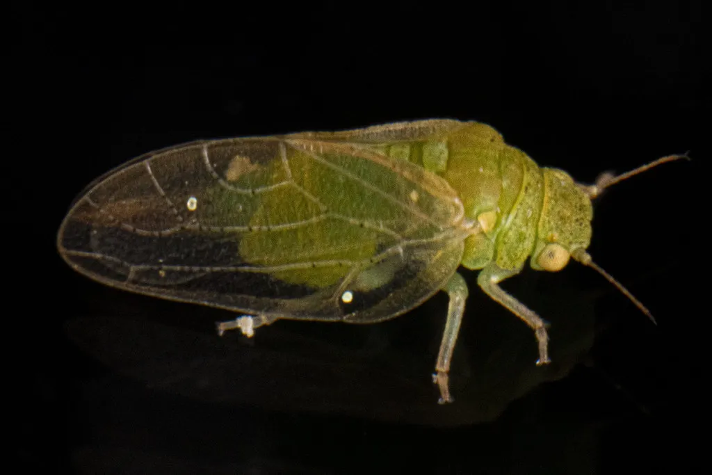 Rhinocola aceris - photo 2